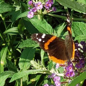 Meet your Posher, Tabitha